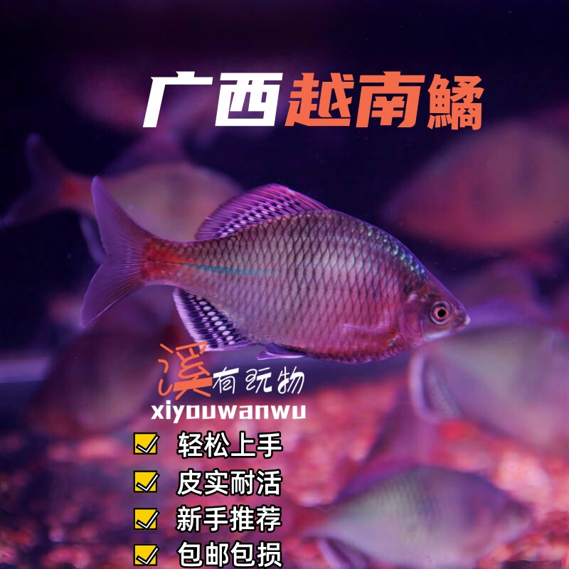 越南鳑鲏鱼好养耐活不加温冷水鱼观赏鱼原生鱼淡水活鱼小型鱼鱼苗