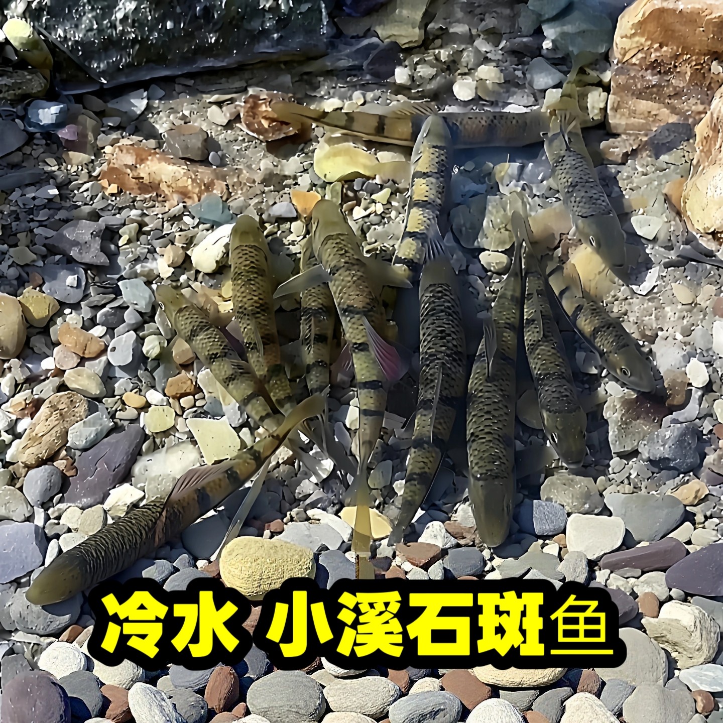 溪石斑冷水小溪鱼懒人易养