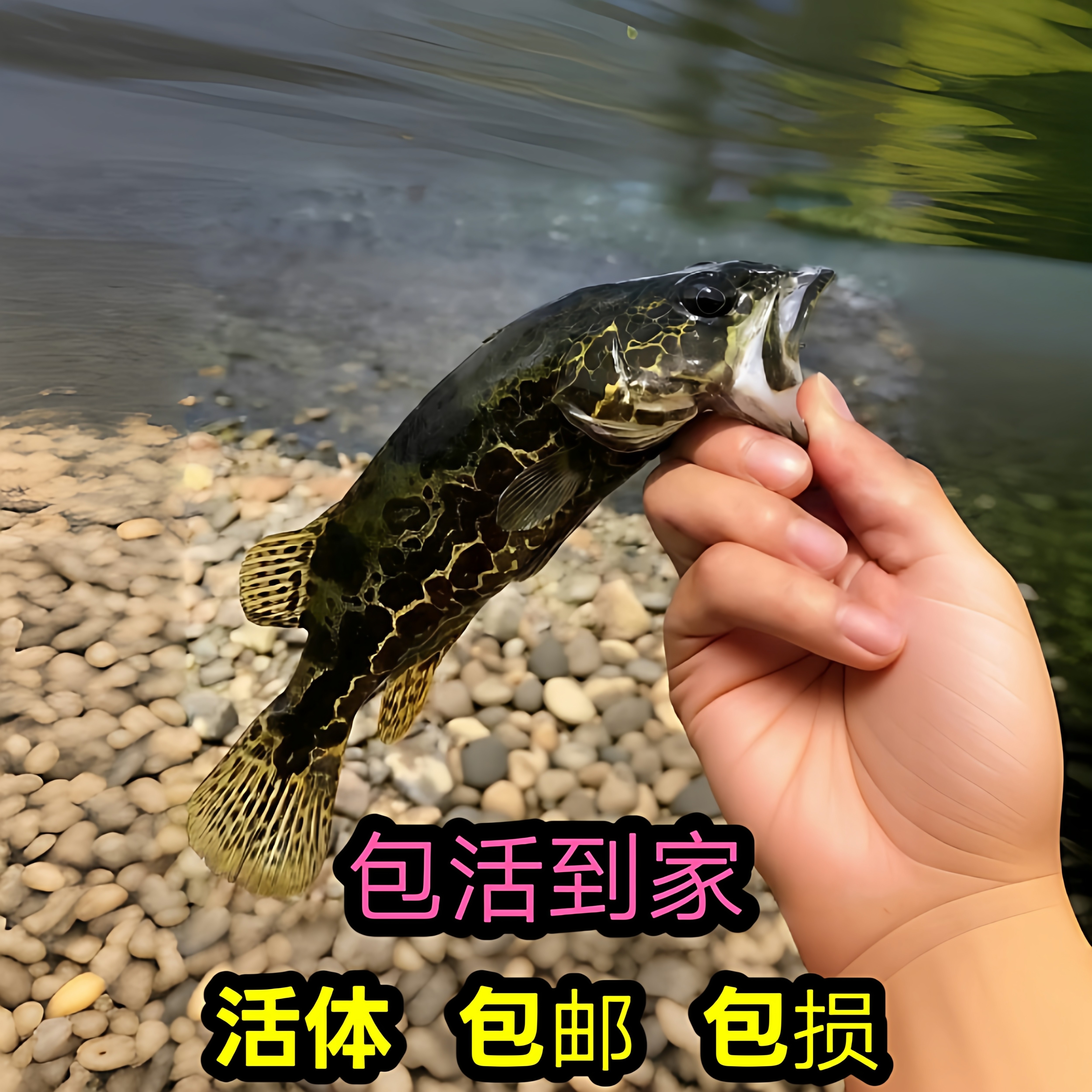 高端斑鳜鱼精品凶猛淡水观赏鱼