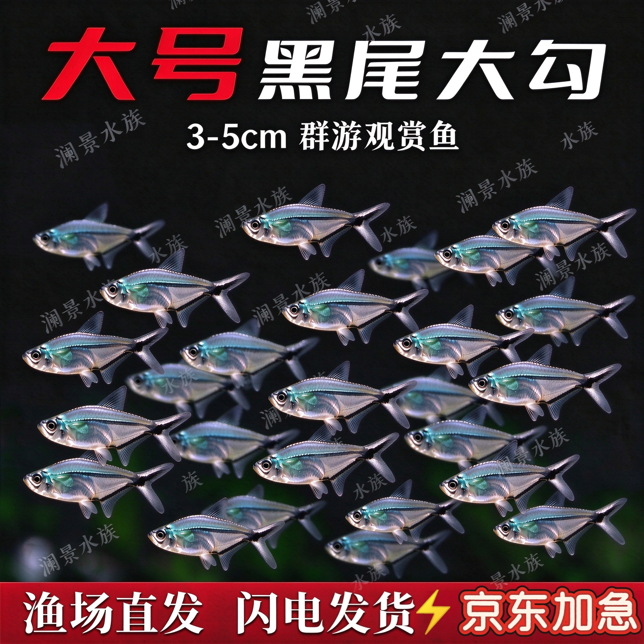 群游王黑尾大勾鱼观赏鱼热带小型鱼灯科鱼群游鱼观赏鱼黑尾大勾