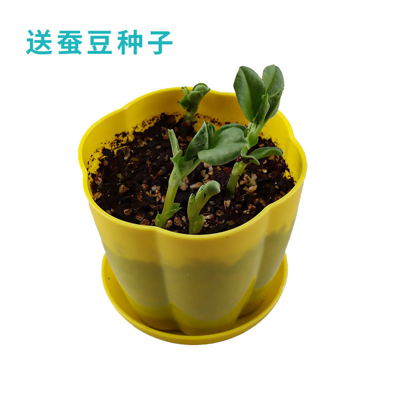种植凤仙花种子植物观察盆栽小学生科学实验四年级儿童手工材料包