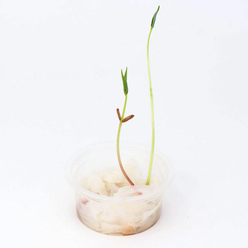 种子发芽小学科学实验一年级diy绿植小盆栽儿童种植观察植物生长
