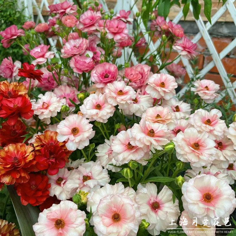 蝴蝶锦鲤系列花毛茛盆栽花园庭院多年生球根洋牡丹苗植物耐寒耐热