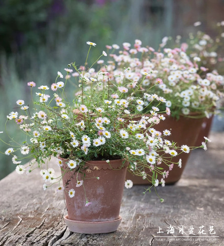 墨西哥飞蓬菊草本花卉庭院春季