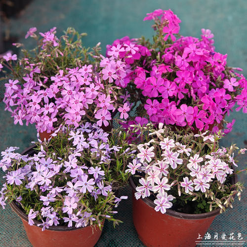 日本芝樱盆栽福禄考庭院花镜四季