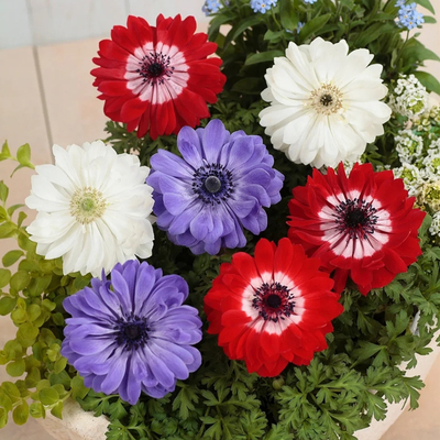 银莲花耐寒盆栽庭院阳台四季开花