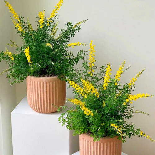 金雀花盆栽庭院阳台易爆花包邮