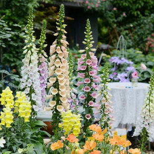 毛地黄花苗盆栽观花植物宿根多年生易活庭院花坛花镜植物耐寒花卉