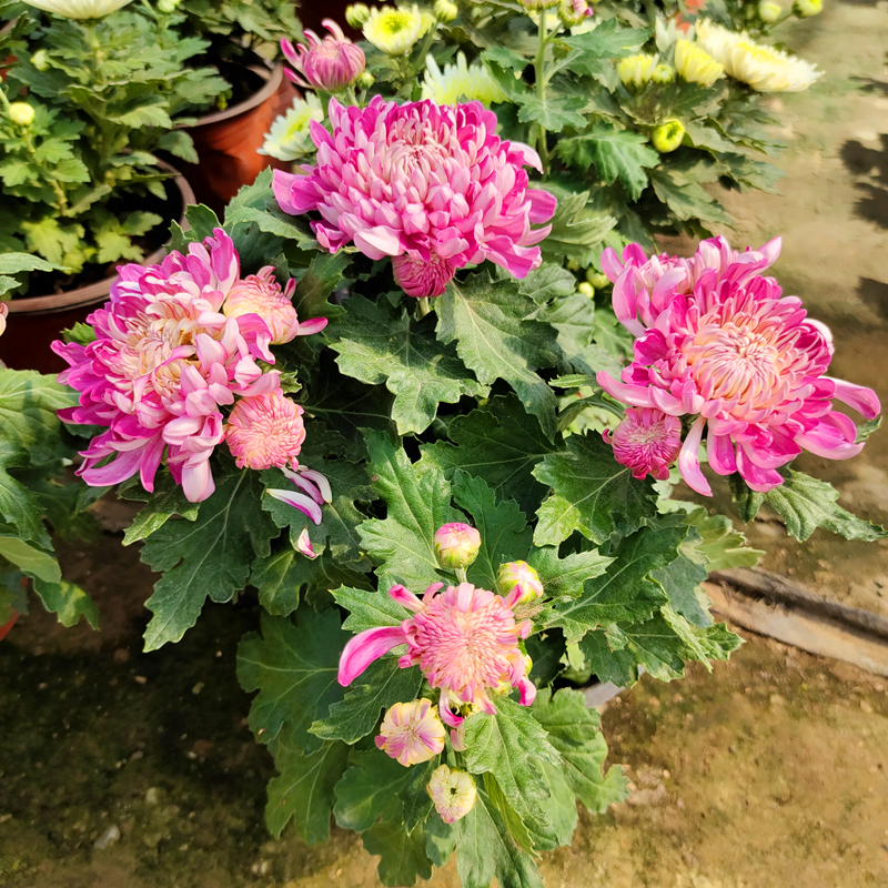 大花国菊粉红绣球庭院阳台秋菊