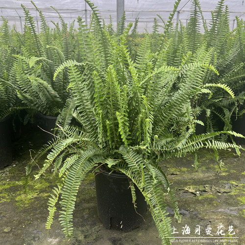 肾蕨室内庭院花镜吸甲醛防辐射