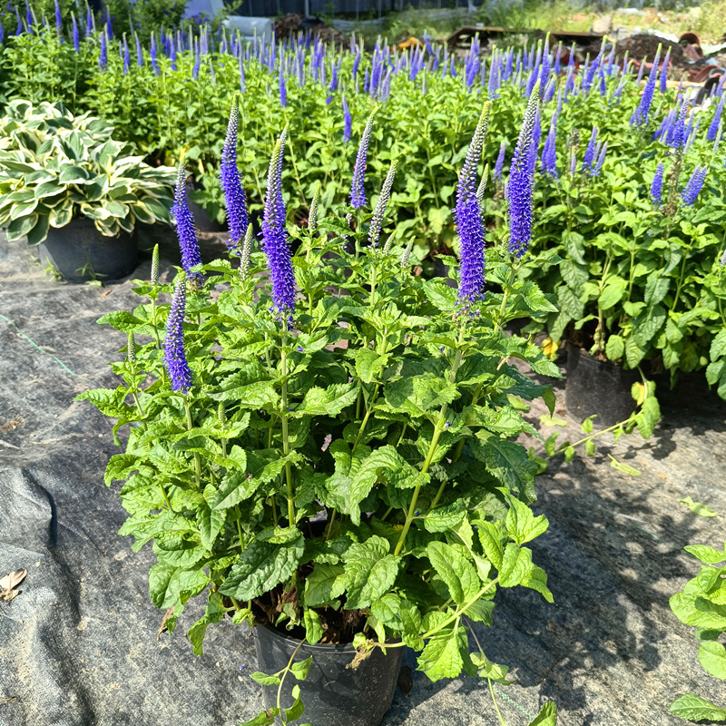 穗花婆婆纳盆栽苗宿根花卉多年生庭院花园观花绿化植物耐寒好养活