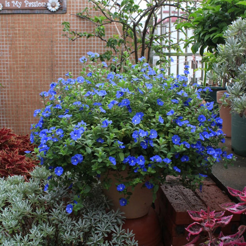 蓝星花盆栽阳台庭院四季开花垂吊