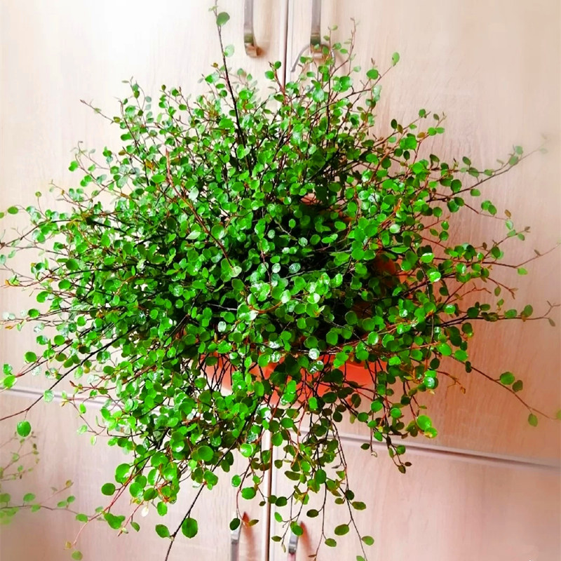 千叶吊兰盆栽四季常绿室内窗台吊篮植物常春藤净化空气多年生绿植,鲜花速递/花卉仿真/绿植园艺,绿植,淘宝优惠券,粉丝福利购,淘宝优惠卷