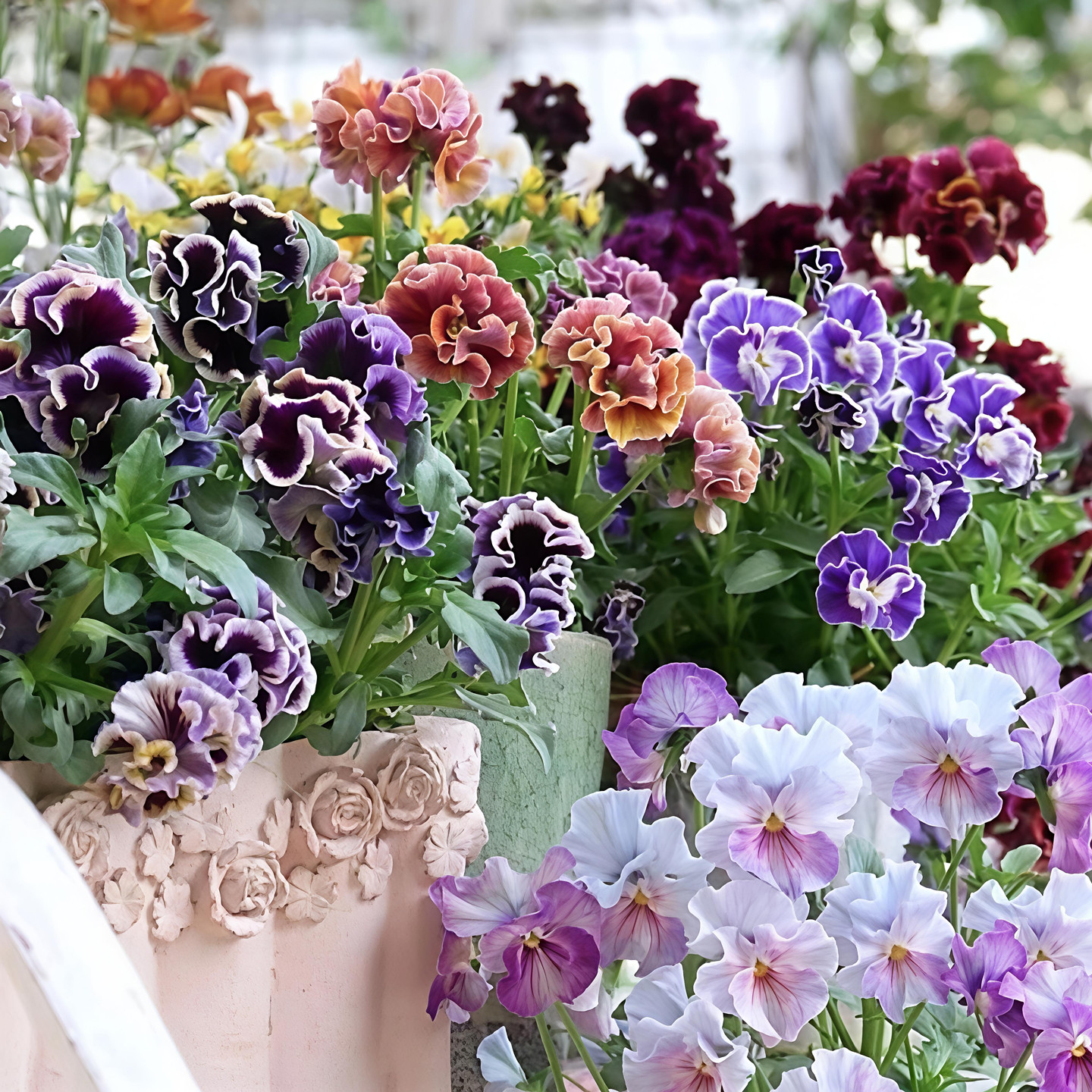 皱边角堇花苗盆栽阳台德古拉卷边礼服草花园组盆冬季耐寒花卉盆栽,鲜花速递/花卉仿真/绿植园艺,时令草本花卉,淘宝优惠券,粉丝福利购,淘宝优惠卷