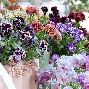 皱边角堇花苗盆栽阳台德古拉卷边礼服草花园组盆冬季耐寒花卉盆栽