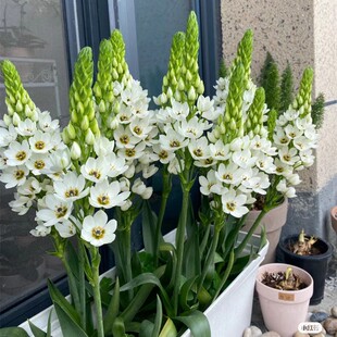 圣心百合花苗盆栽阳台室内外庭院耐寒春季开花白色花球根花卉植物