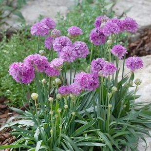 海石竹盆栽花苗多年生阳台庭院植物芭蕾明星带花苞耐寒热花镜花卉
