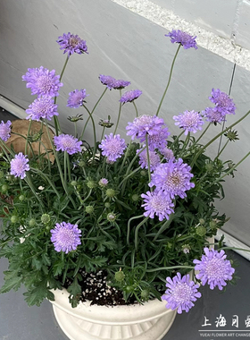 蓝盆花盆栽庭院阳台多年生宿根耐寒耐热花卉松虫草花苗花期长好养