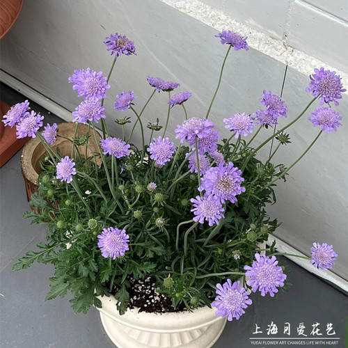 蓝盆花轮峰菊庭院阳台四季耐寒