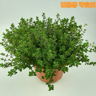 柠檬百里香盆栽食用香草糕点西餐香料植物迷迭香阳台驱蚊家庭园艺