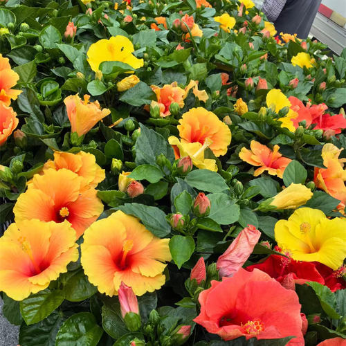 朱槿花苗扶桑花庭院阳台四季开花