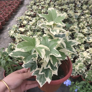 花叶熊掌木盆栽植物 黄金八角金盘 室外庭院花园观叶四季常青植