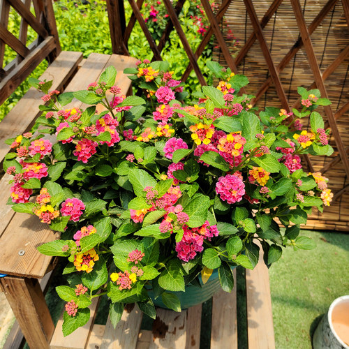 盆栽花苗四季庭院不断耐晒五色梅