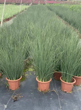 蓝剑灯芯草盆栽庭院阳台水生植物雾蓝色多年生耐寒低维护造景绿植