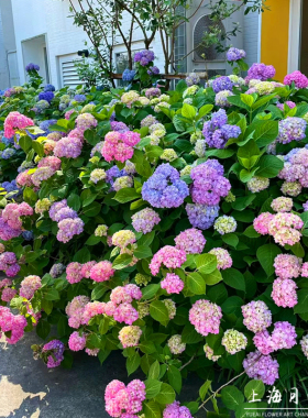 大花绣球蓝色无尽夏八仙花盆栽花苗带花地栽花镜植物带花发货大盆