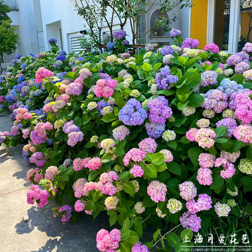 蓝色绣球庭院阳台无尽夏大花绣球