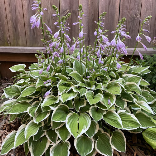玉簪宿根耐阴盆栽地栽观花植物