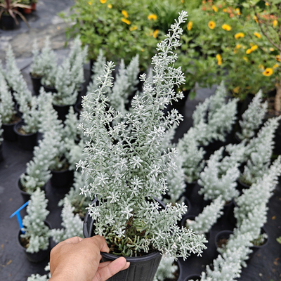 澳洲银叶地肤观叶植物好养皮实