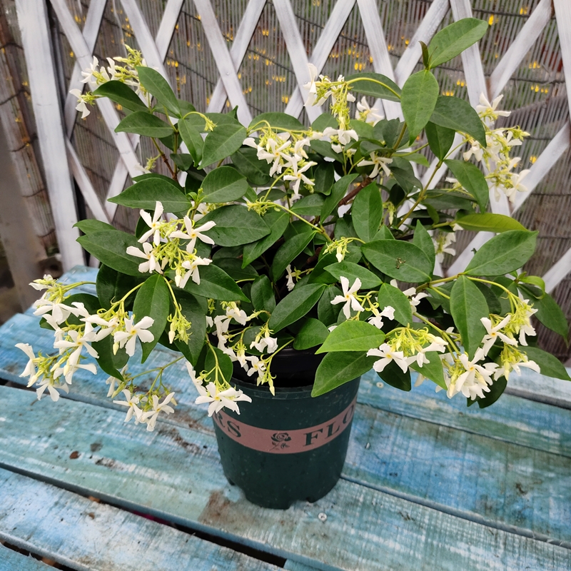 风车茉莉 万字茉莉露天爬藤植物 四季常绿 皮实好养耐寒香气怡人
