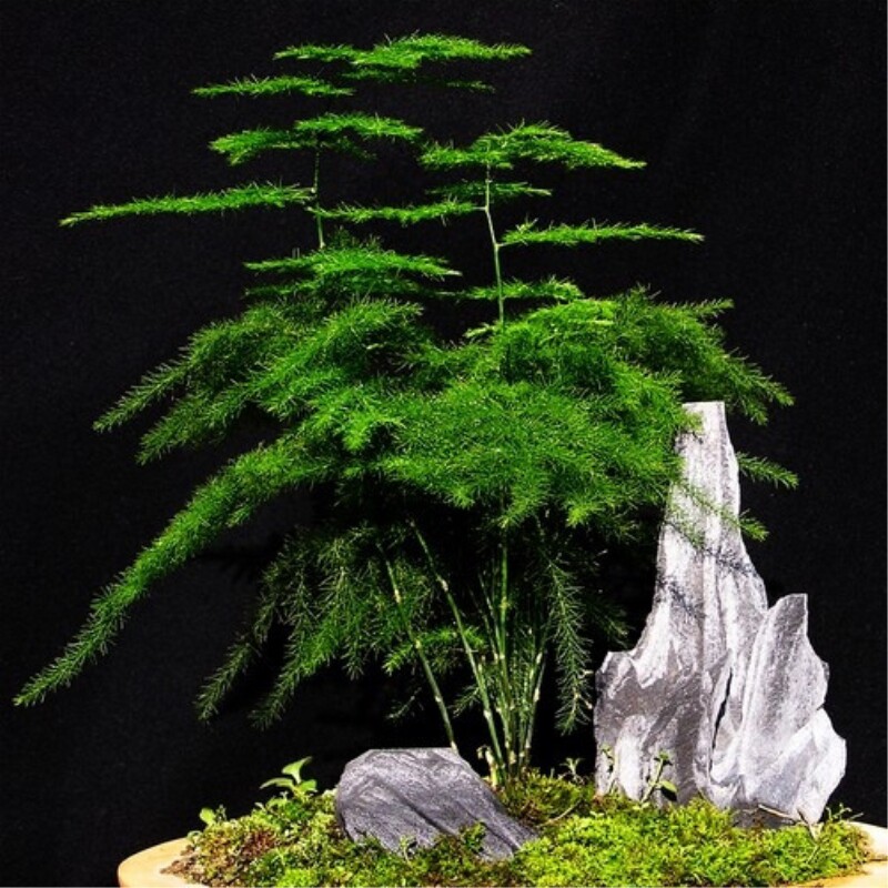 云竹盆景 唐山矮生文竹 云松竹盆栽四季常青 网红办公室绿植包邮