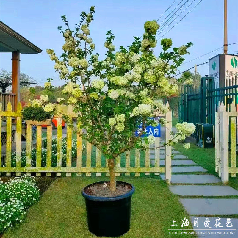 中华木绣球斗球多年生木本花苗图片