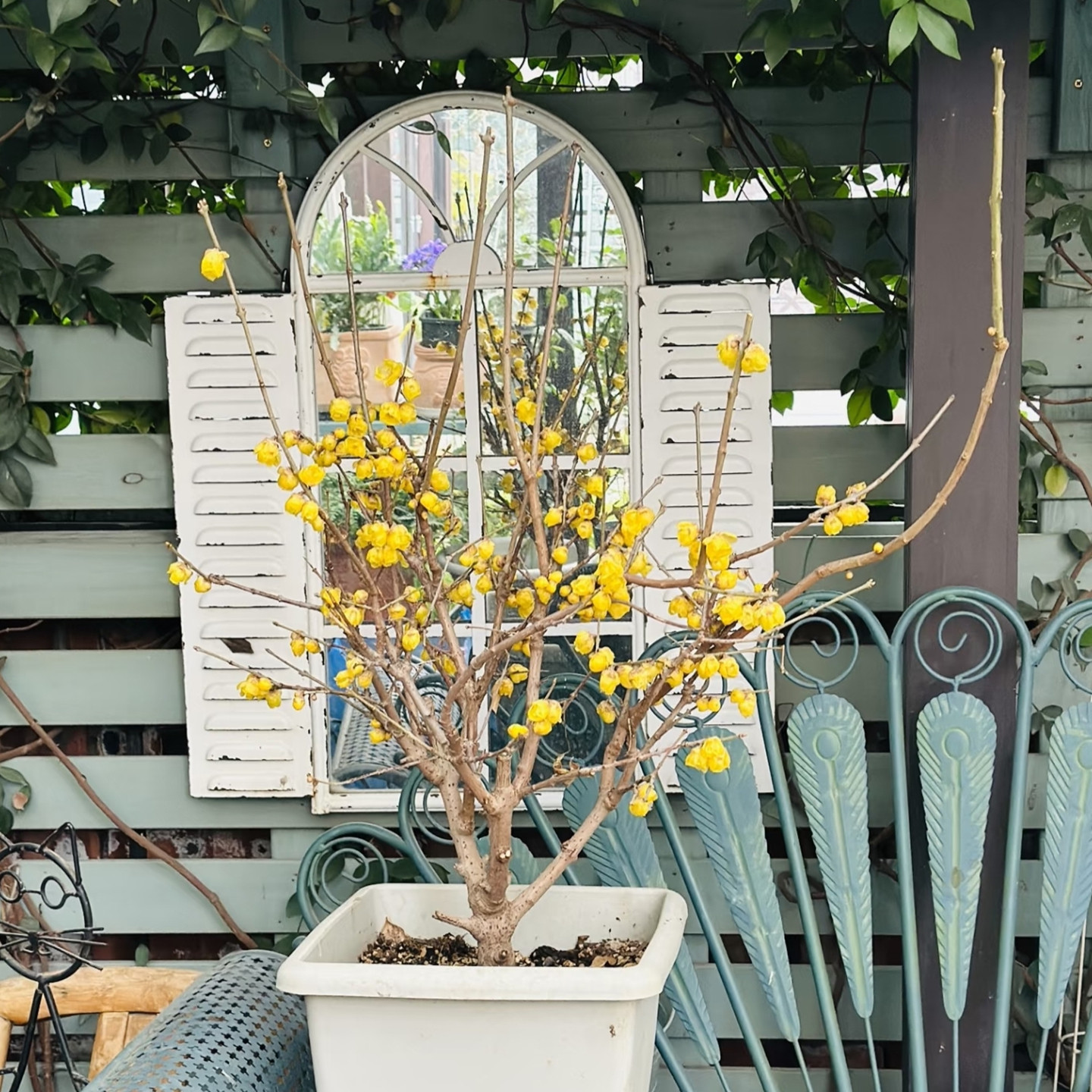 黄色腊梅花盆栽冬季开花室内庭院观赏耐寒植物时令草本花卉多年生