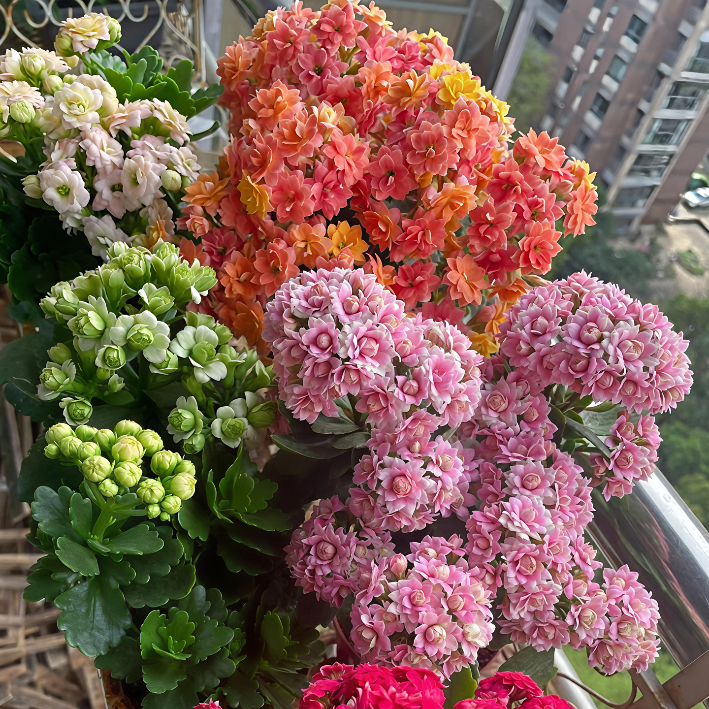 长寿花重瓣花卉成品盆栽带花苞客厅办公室内植物净化空气两盆包邮