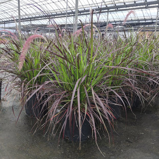 花境植物 特大紫叶火焰狼尾草盆栽苗花镜花园多年生观叶植物
