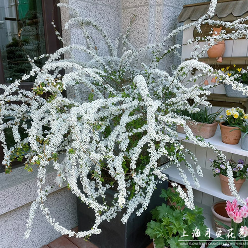 喷雪花盆栽庭院阳台春季好养