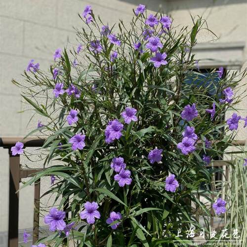 矮生翠芦莉高杆翠芦莉庭院宿根