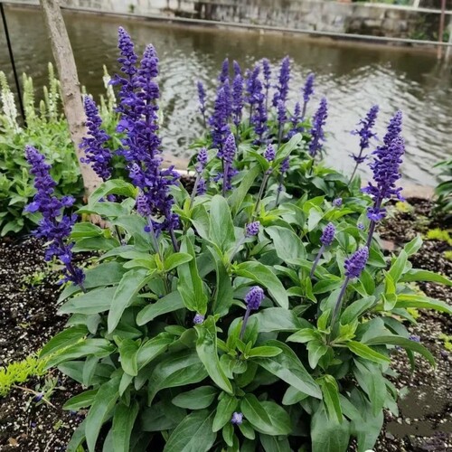 萨丽芳鼠尾草庭院阳台蓝花鼠尾草