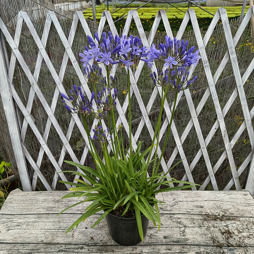 蓝色百子莲盆栽花园庭院夏季好养