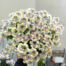 龙面花盆栽花苗庭院阳台耐寒时令草本花卉冬季 耐寒小碎花爆花植物