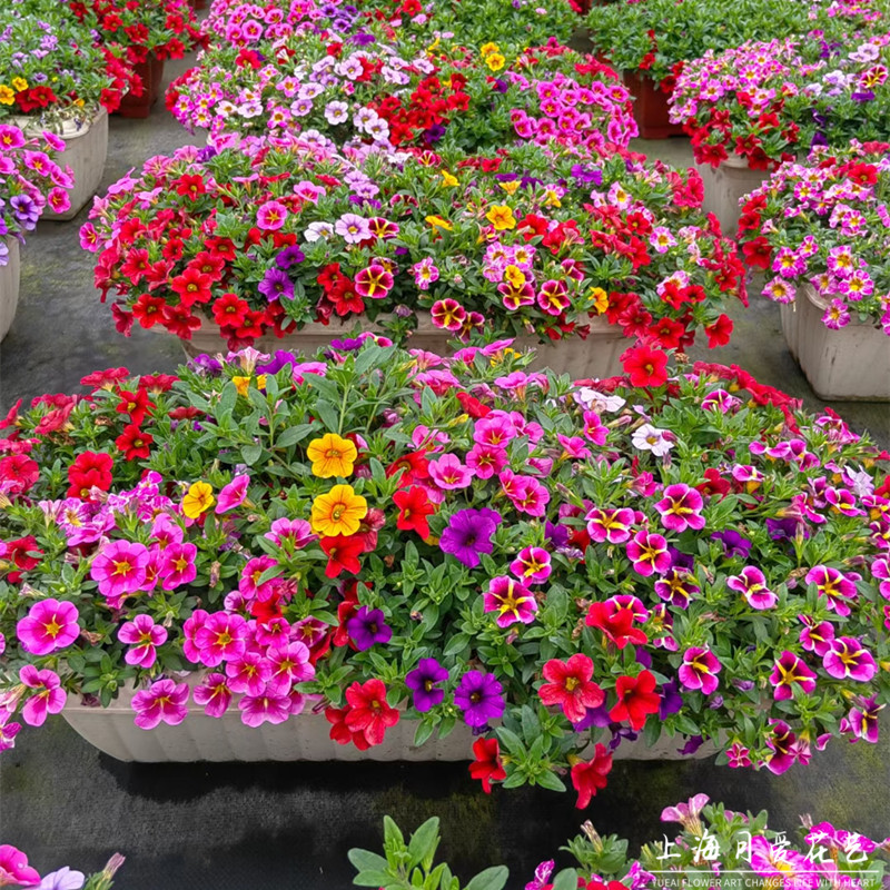 舞春花矮牵牛好养易爆盆垂吊植物