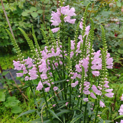 假龙头盆栽随意草花苗庭院花园