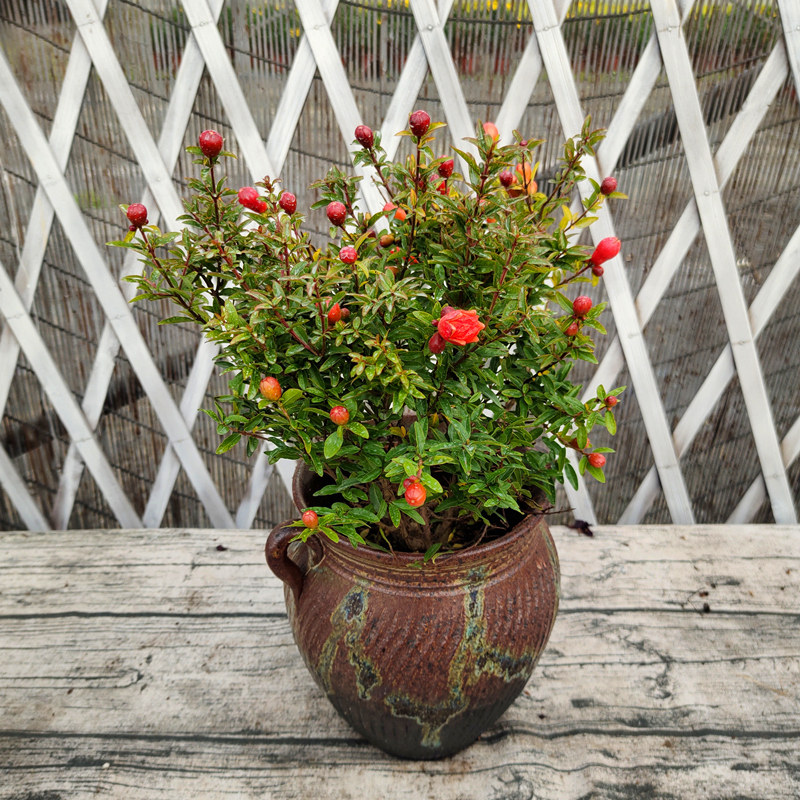 石榴花盆栽庭院阳台盆景四季观果开花大小石榴苗四季容易好养植物