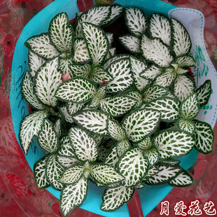 微景观生态瓶雨林缸创意盆栽喜阴凉网纹草迷你苔藓植物办公桌绿植