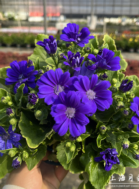 瓜叶菊盆栽带花发 耐寒艳丽室内年宵花卉 富贵菊冬季客厅蓝色雏菊