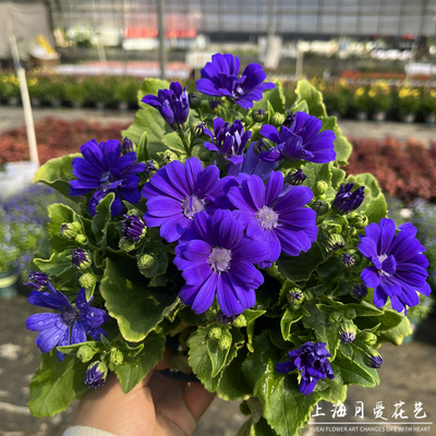 瓜叶菊阳台庭院春秋冬