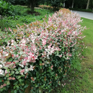 耐寒耐热极易成活 花叶络石 藤蔓吊兰爬藤植物 彩叶络石盆栽 包邮